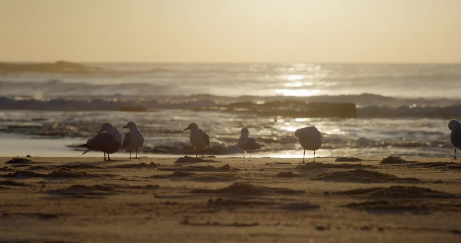 Seagulls gathered on the sand during sunset