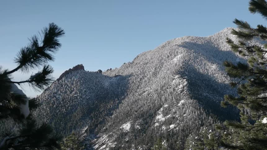 A snowy mountain is covered with trees
