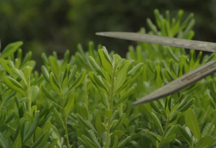 Dramatic zoom in on hedge clippers as they trim the top of a vibrant green hedge in a lush garden setting