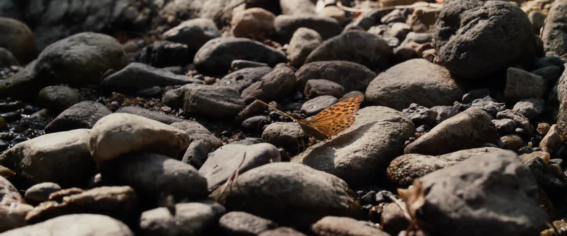 Butterfly rests on stone in rocky ground under natural light