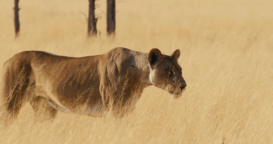 A lioness walking through a grass field in the savanna during daytime
