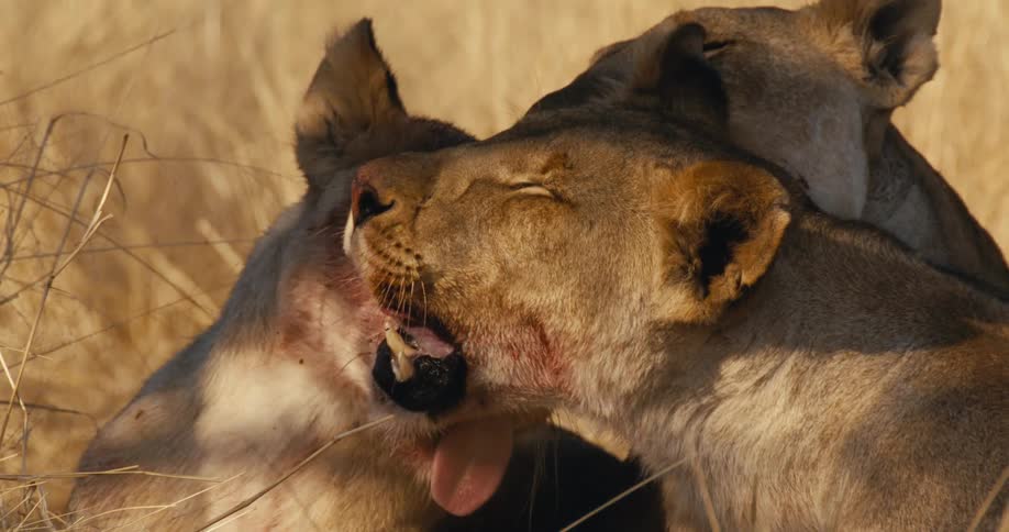 The lions are grooming each other