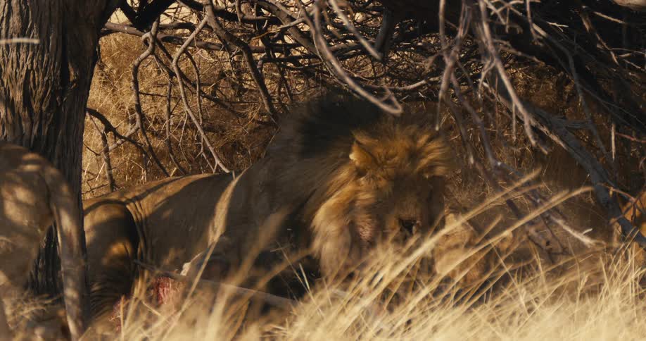 The lions are taking shade under the tree