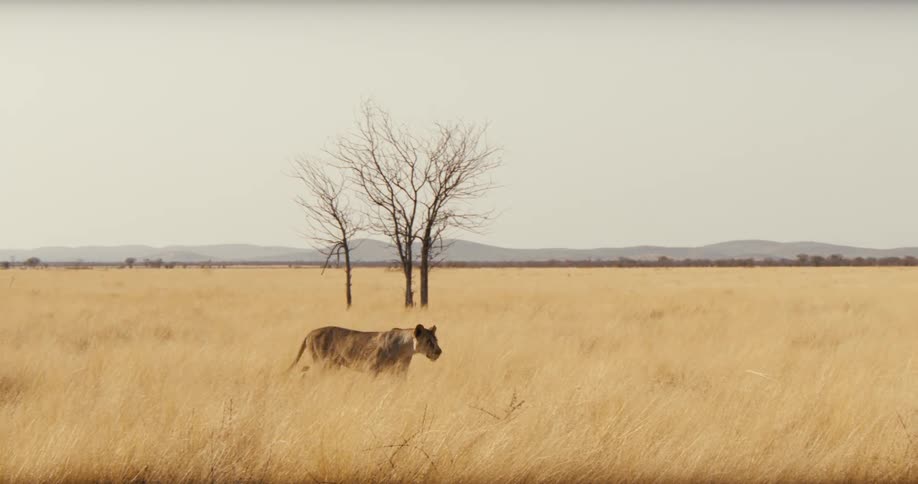 A lioness walking through grasses in a savanna during daytime