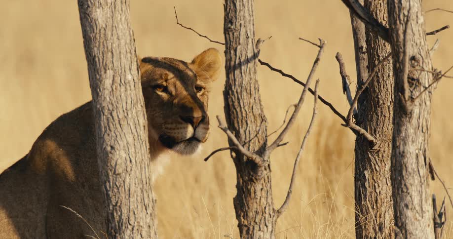 Female lion sitting next to trees looking ahead