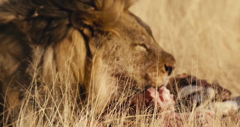 Lion eating prey