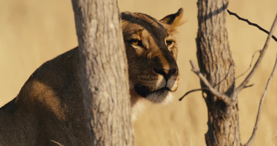 The lion stands behind two trees
