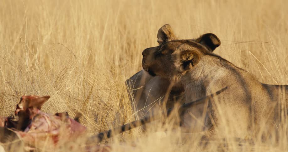 Lionesses lying in tall grass near a partially eaten carcass