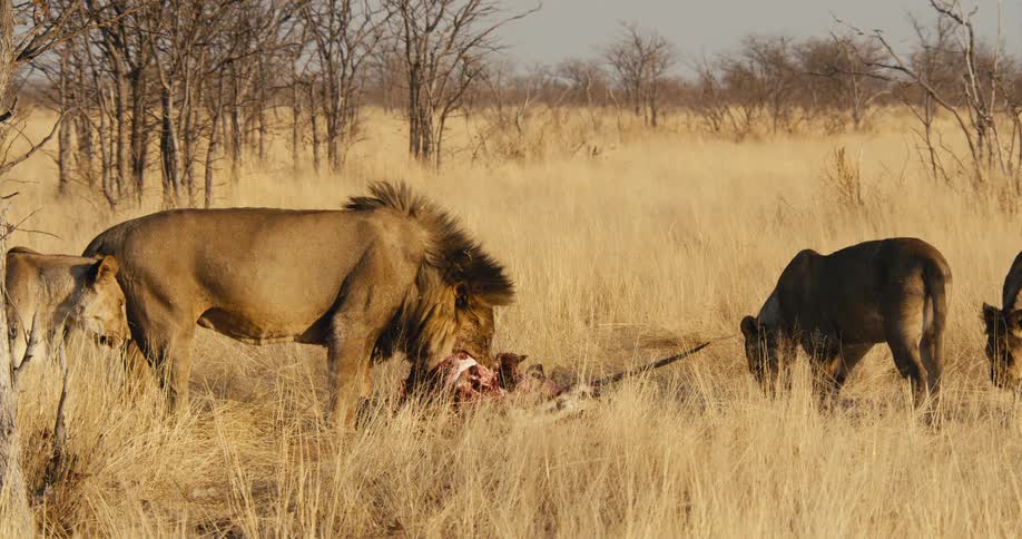 The lions are feeding on a carcass