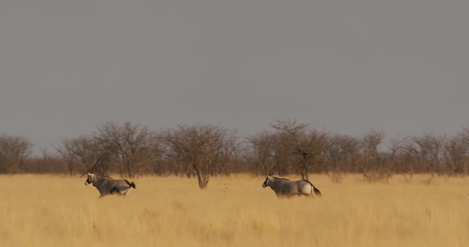 Oryxes running across the dry grassland
