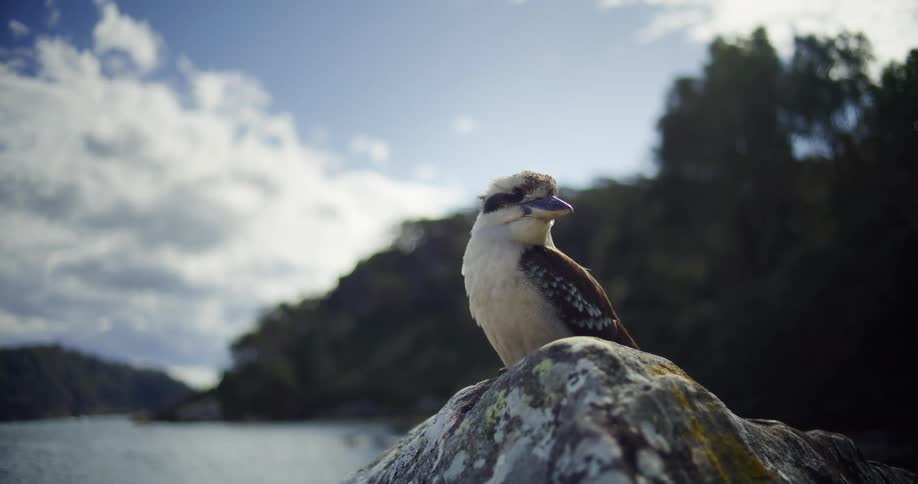 A small bird sits on the rock
