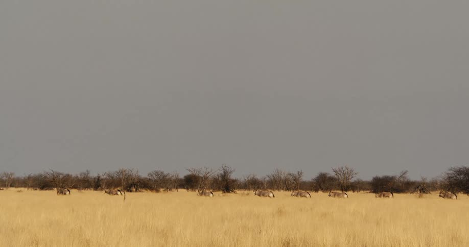 A static wideshot of a flat arid yellowgrass savanna under a flat gray sky shows a small herd of large animals among the tall dry vegetation and low sparse shrubs in the midground