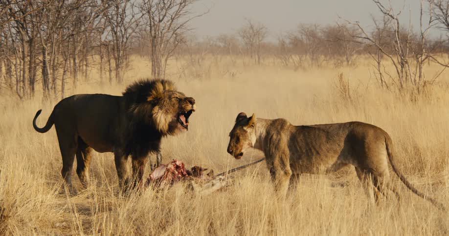 A lion and a lioness walk around the carcass of a dead animal in the safari on a sunny day as the lion continues to roar