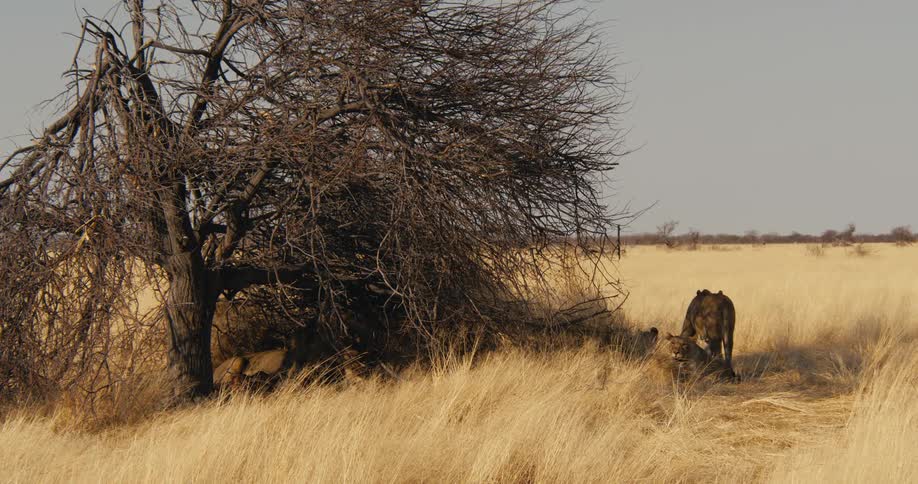 Pride lionesses resting under a tree shade in a savanna during daytime