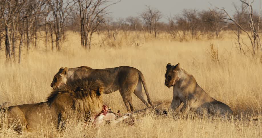 The lions are all feeding on the carcass in the yellow grass
