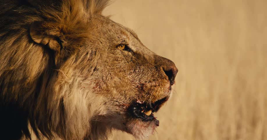 The lion roars as it eats a carcass