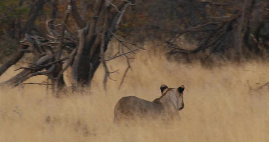 Lioness running through the tall grass of the savanna