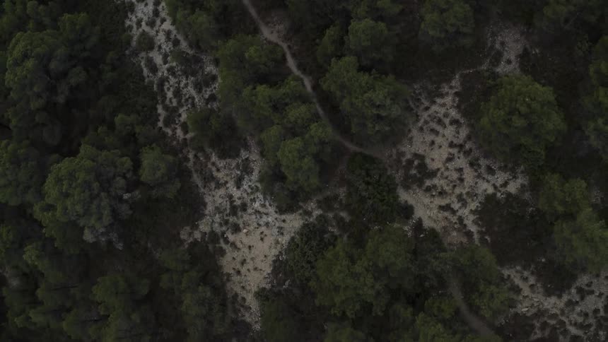 An aerial view of a forest covered with tall trees and green vegetation at midday