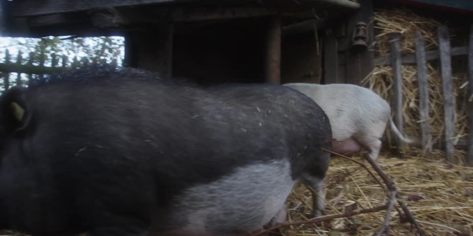 Two small domestic pigsone mostly black and white the other entirely whiteare seen rooting around in a pen full of straw and hay they are moving underneath a small rustic wooden shelter on what appears to be a farm
