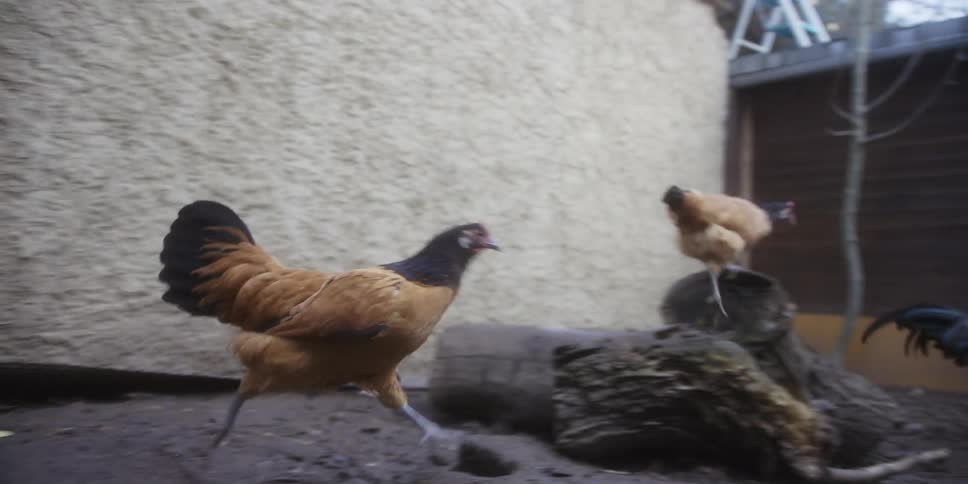The chickens run around together in the lot