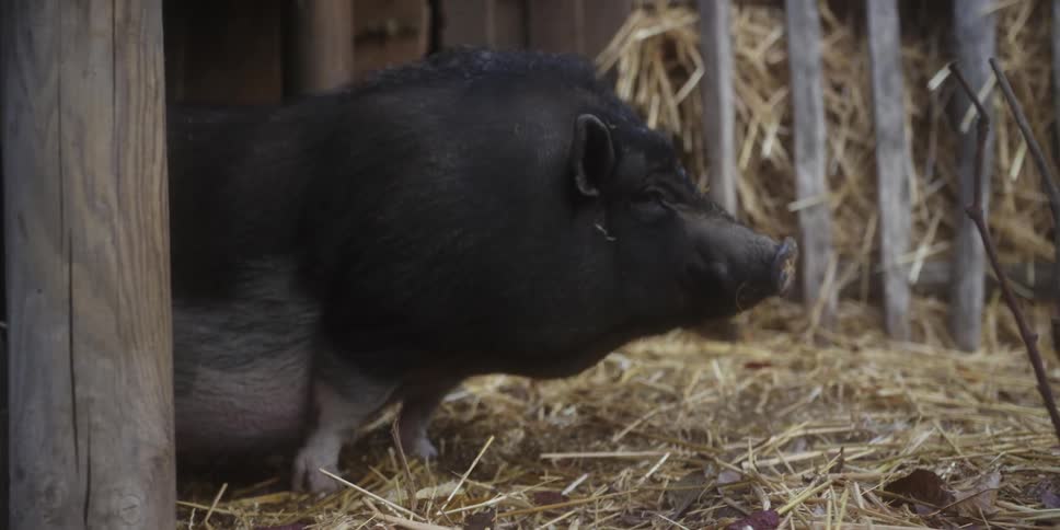 A dark colored pig sniffs the air as it stands surrounded by hay