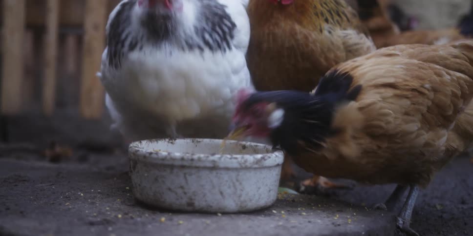 Chickens peck at feed from a bowl on the ground in a poultry yard