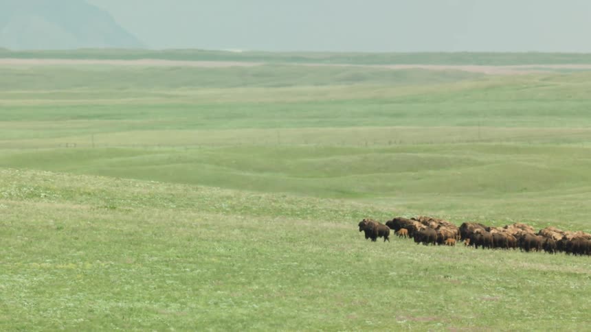 This video shows a wide view of a herd of bison grazing on a vast gently rolling green prairie the background features hazy mountains or hills under a pale sky emphasizing the great expanse of the landscape