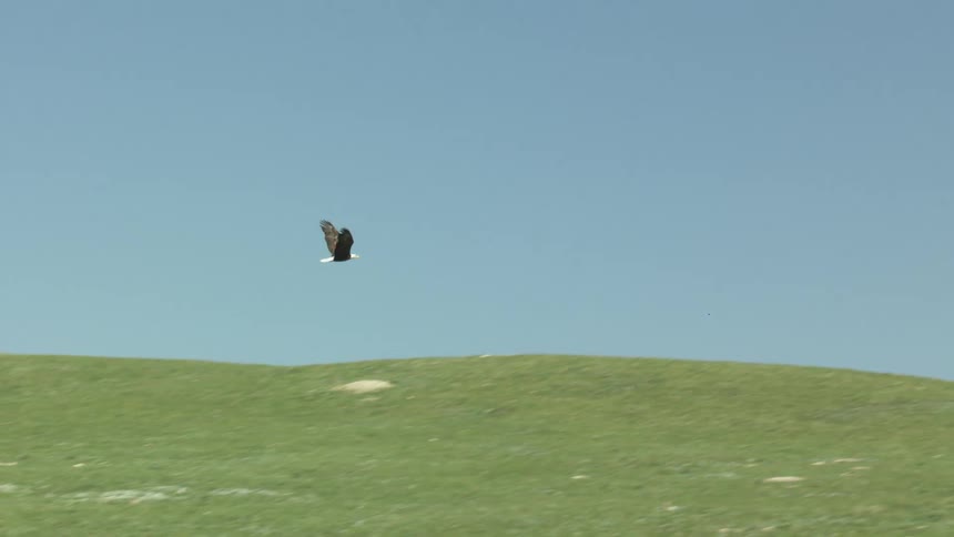 A large bird likely an eagle flies over a gentle grasscovered hill against a clear lightblue skythe bird first appears near the top of the hill and then soars upward into the open sky