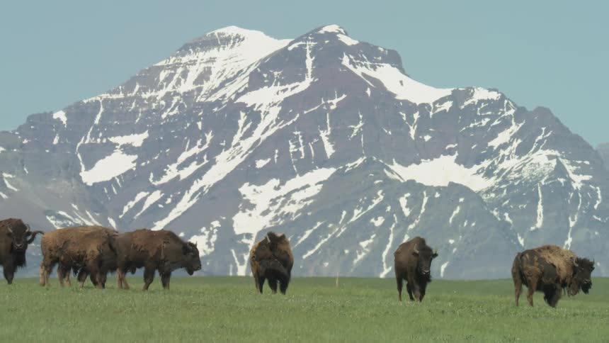 The buffalo walk on the grass in front of the mountain