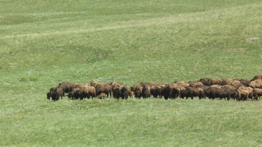 A large herd of bison grazes on a rolling green hillside