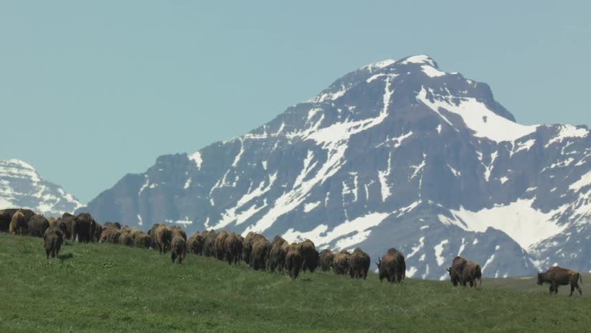 Bison walk across green field with snowcapped mountain in background under clear sky