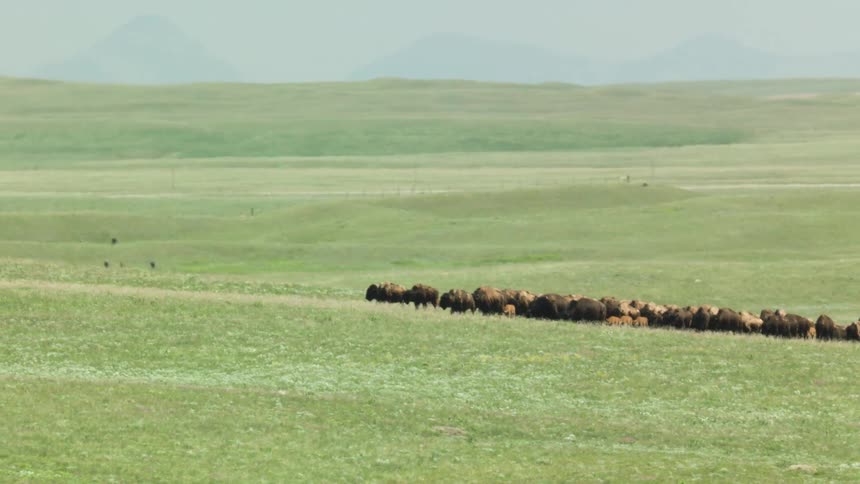 A herd of bison walks across a grassfield in the wild at midday