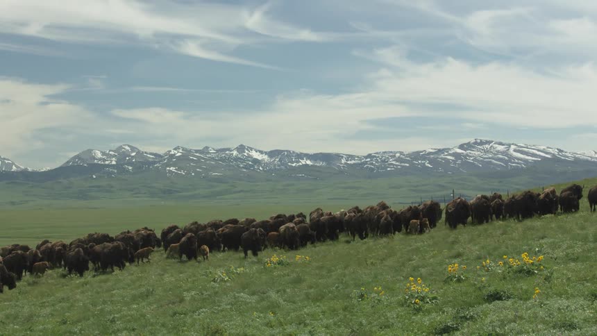Herd of bison walking on a grassy hillside with snowcapped mountains in the background
