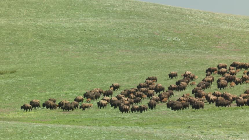 A herd of bison walks across and down a grassy hill at midday