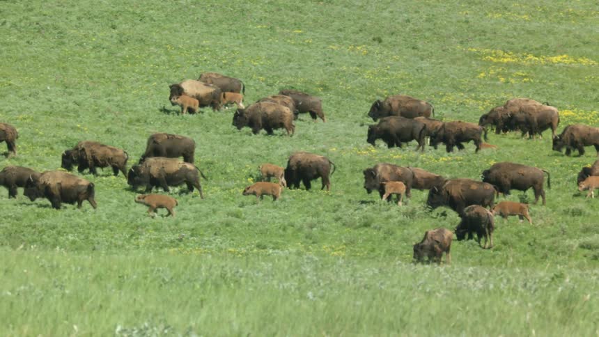 The herd of buffalo travel together