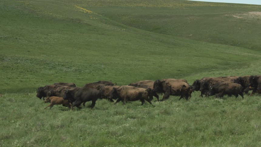 A herd of buffalo runs across a grassfield at midday