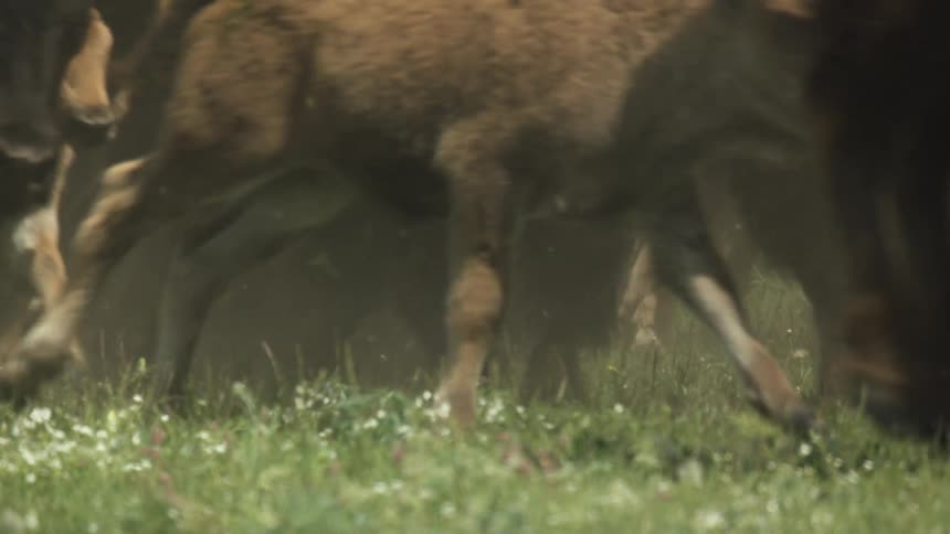 Running animals legs kicking up dust over grassy field with white flowers