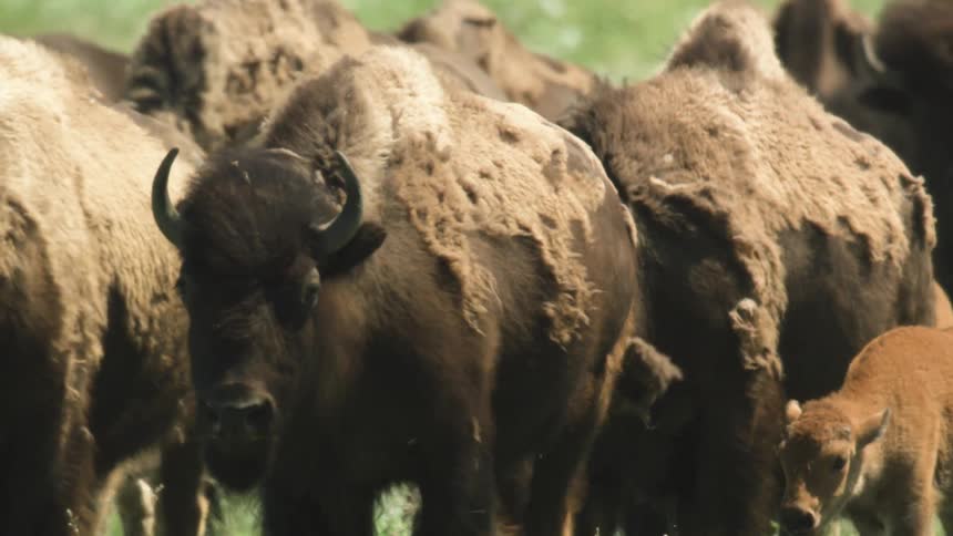 Herd of bison moving through the field with calves in the middle