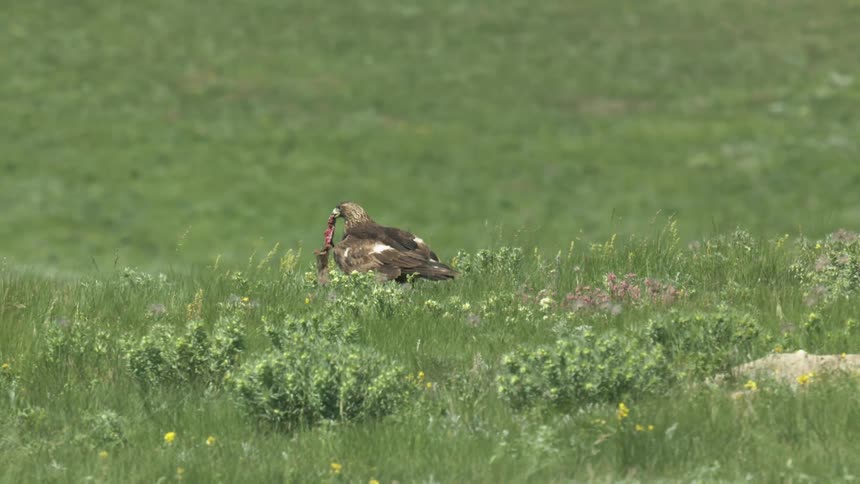 A close view of a golden eagle standing in tall green grass and wildflowers feeding on its prey before abruptly taking flight
