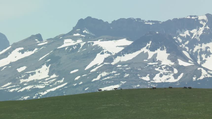 The video shows a wide scenic shot of a large herd of bison walking across a vibrant green grassy hillside in the foreground dominating the background are majestic rugged mountains with extensive patches of snow still visible on the slopes