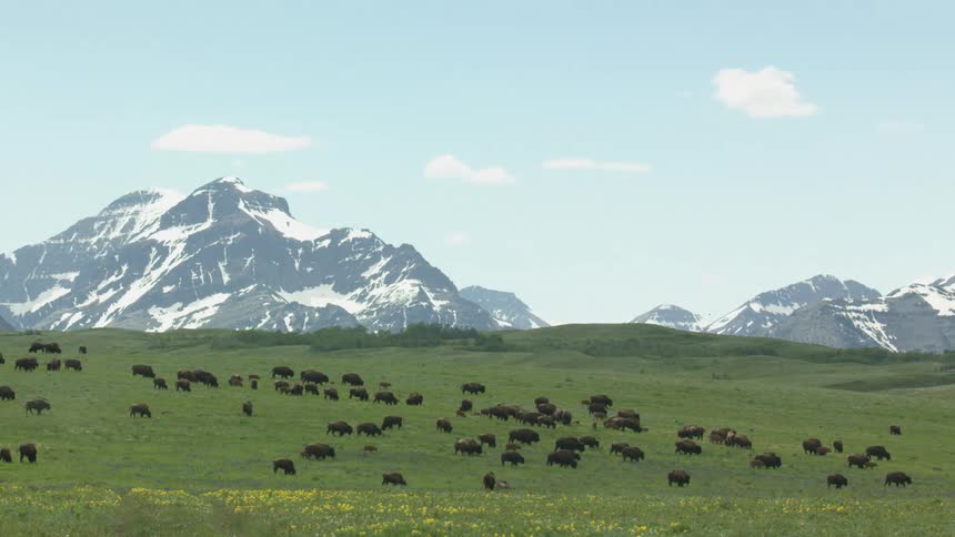 The herd of buffalo roam the prairie