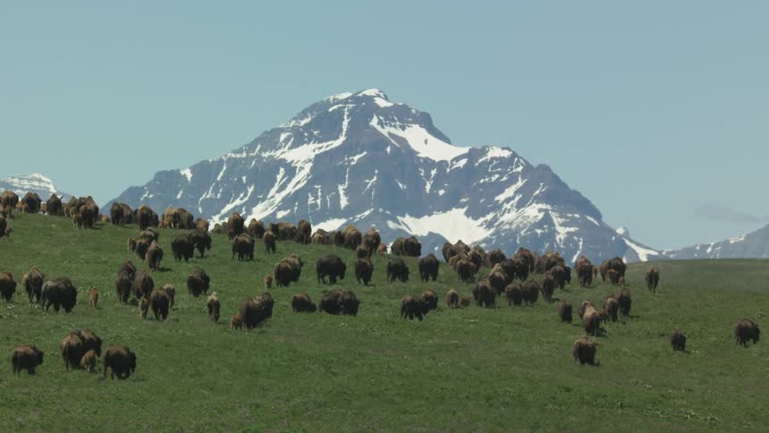 Large herd of buffalo grazing on a grass covered hill with a mountain in the distance