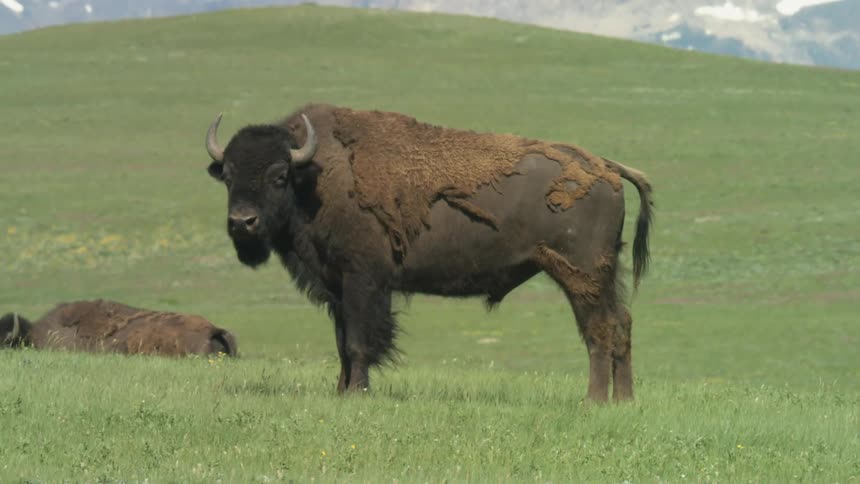 The wind is blowing the fur on the buffalo