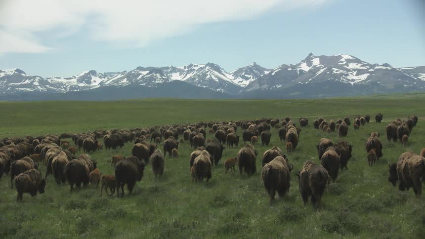 A herd of buffalo grazes in a grassfield at midday with a snowcovered mountain range in the distance