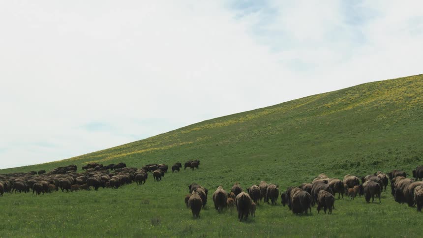 The buffalos gather and walk towards the hill