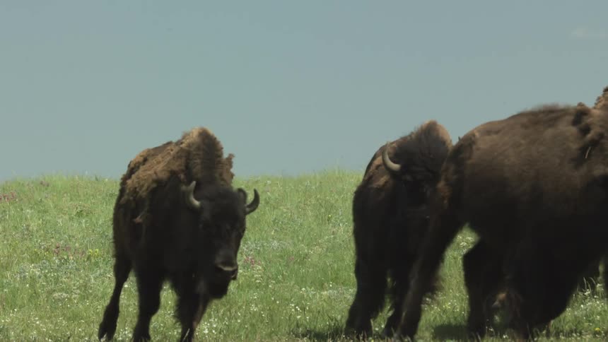 Herd of american bison on grassy field under clear blue sky