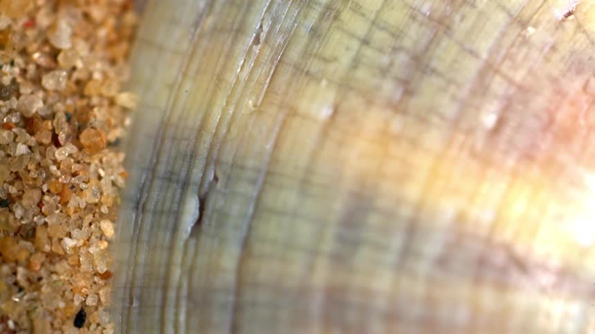 Close up view of a sea shell lying on the sand at the beach