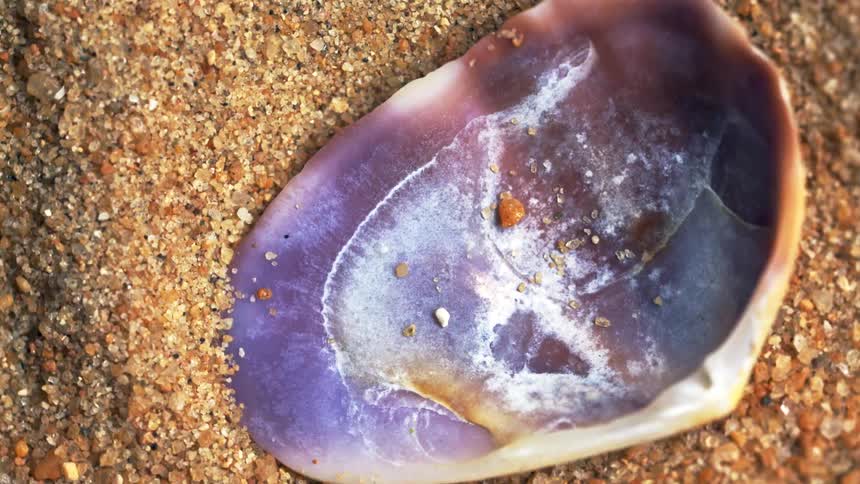 The seashell is laying in the sand