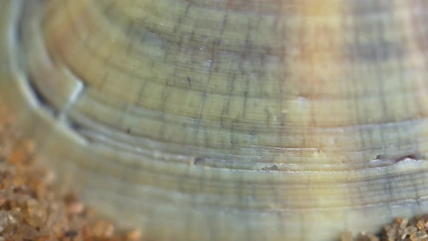 Close up view of a sea shell lying on the sand at the beach