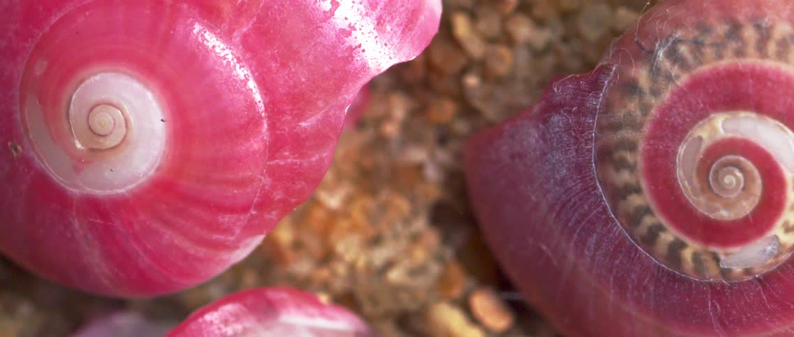 Mostly pink spiral sea shells containing patterns lie on the stones